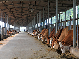 Cattle Sheds1