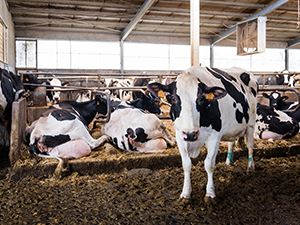 Cattle Sheds