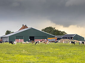 Cattle Shed1