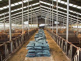 Cattle Shed