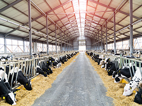Cattle Shed1
