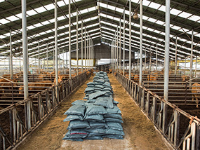 Cattle Shed1