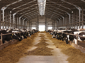 Cattle Shed Services