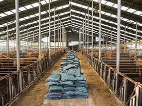 Cattle Shed Construction