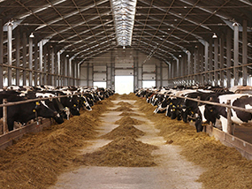 Cattle-Shed-Valley-City-ND-North-Dakota-2