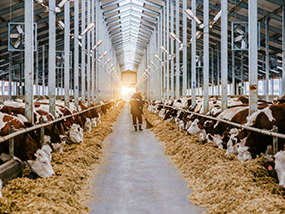 Cattle Shed Construction1