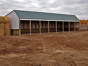 Cattle Shed Construction1